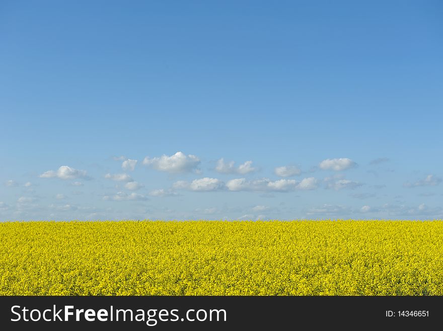 field in spring and blue sky. field in spring and blue sky