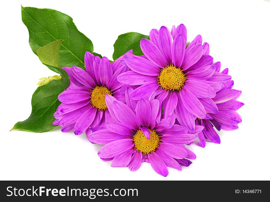 Purple daisy flowers with green liafs  isolated on the white background.