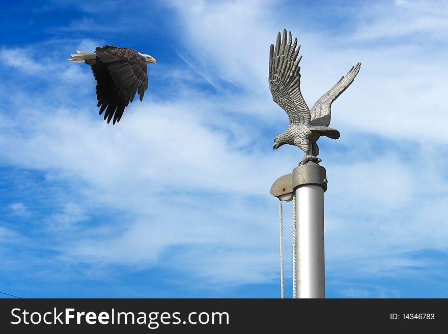 An eagle in flight with a flag pole in the foreground. An eagle in flight with a flag pole in the foreground.