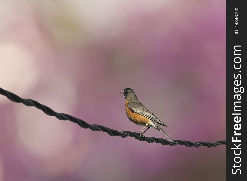A robin perched on a utility cable backed by a blurred spring background. A robin perched on a utility cable backed by a blurred spring background.