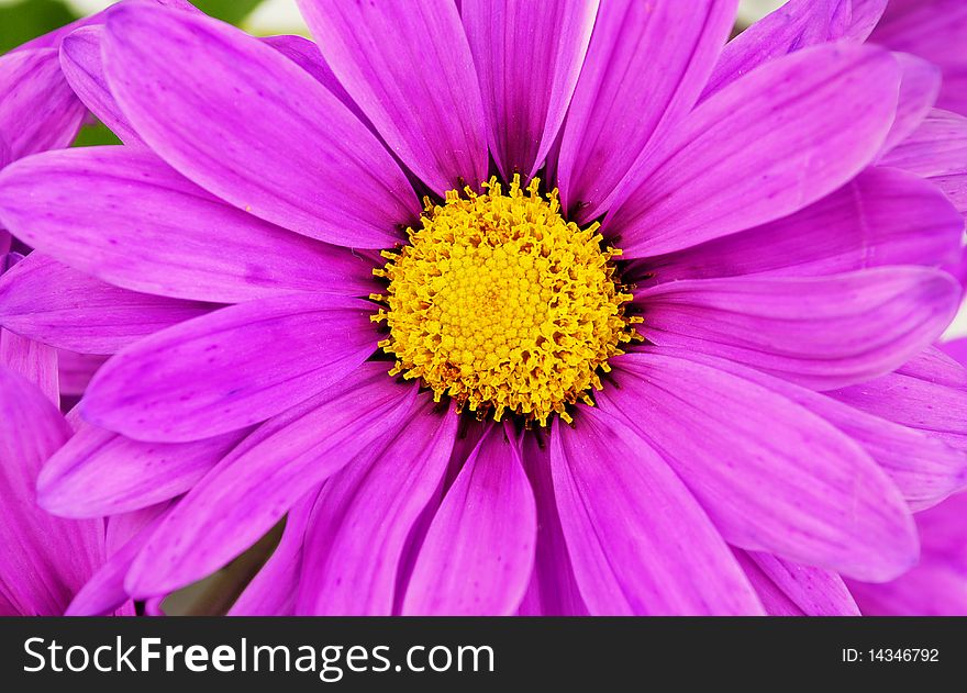 Purple Daisy Flowers Closeup.