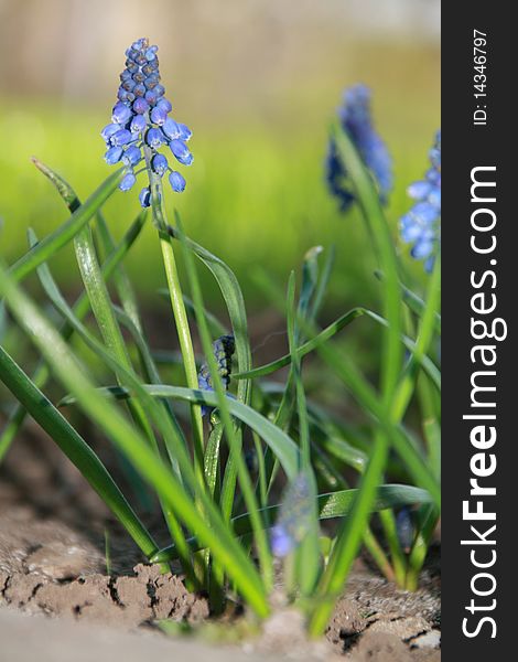 Blue flowers Hyacinths against green grass