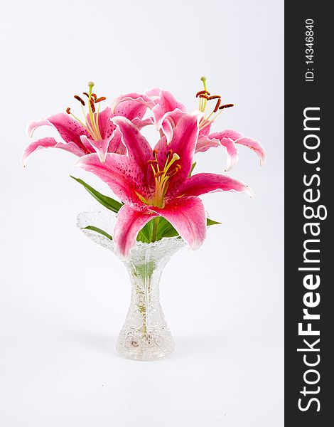 Pink lily isolated on a white background