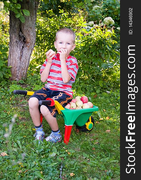 Boy with apples sitting on a trolley in the garden