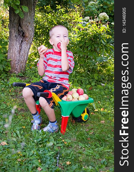 Boy with apples sitting on a trolley in the garden