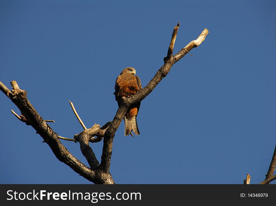 Hawk on the branch of a tree