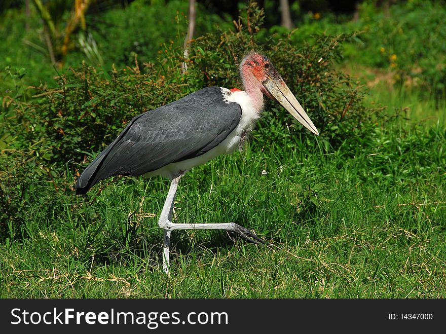 Marabù,large African bird in a meadow