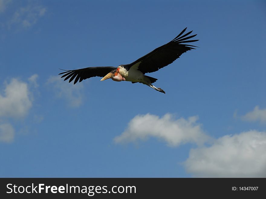 Marabù,large African bird flying