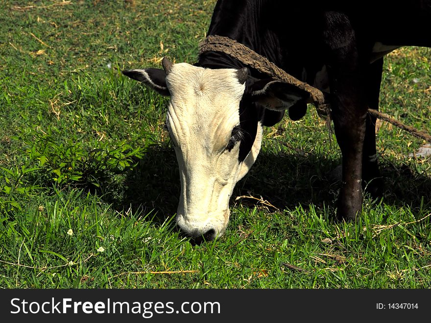 Black and white cow he eats