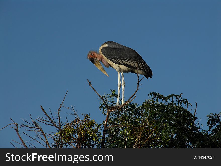 MarabÃ¹,large African bird in a tree