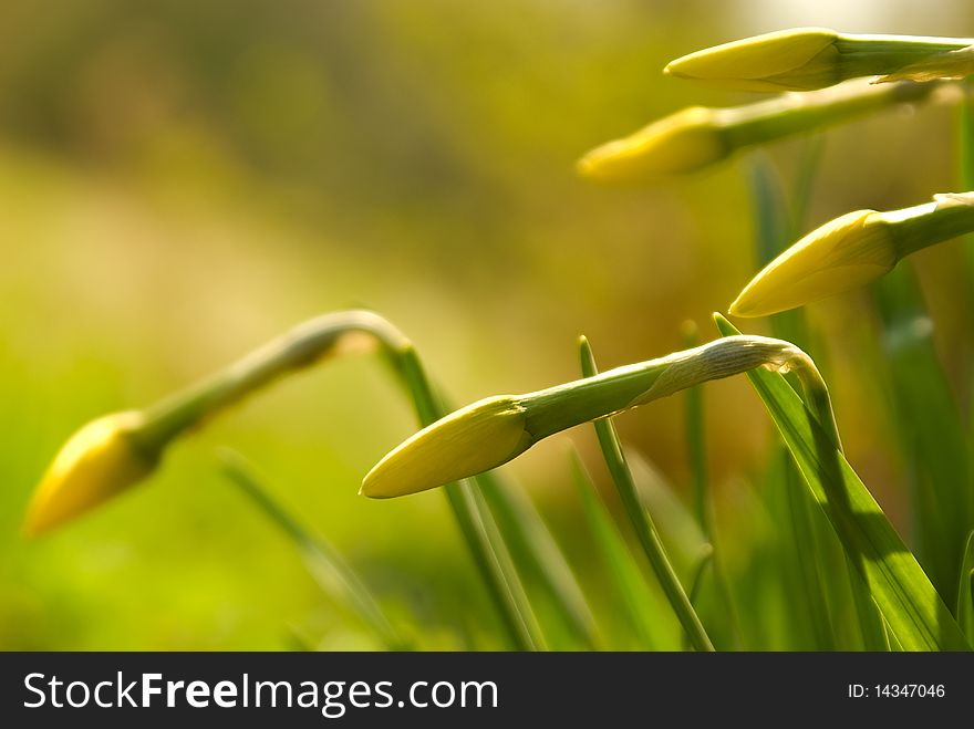 The first decorative flowers activated by the sun. The first decorative flowers activated by the sun