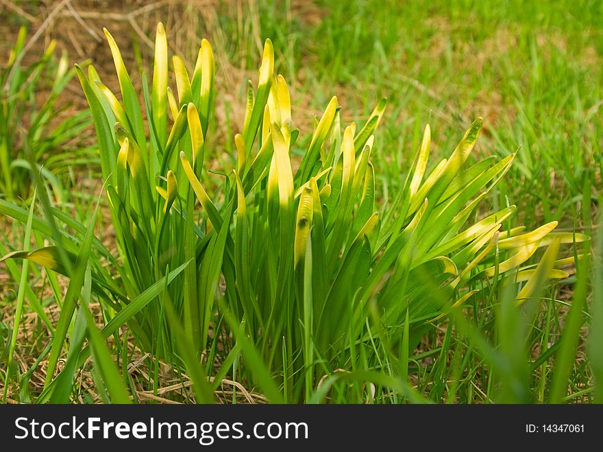 Grassy plant with yellow edges of a stalk
