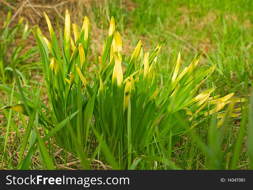 Grassy Plant