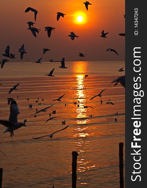 Seagull flying on sunset background image