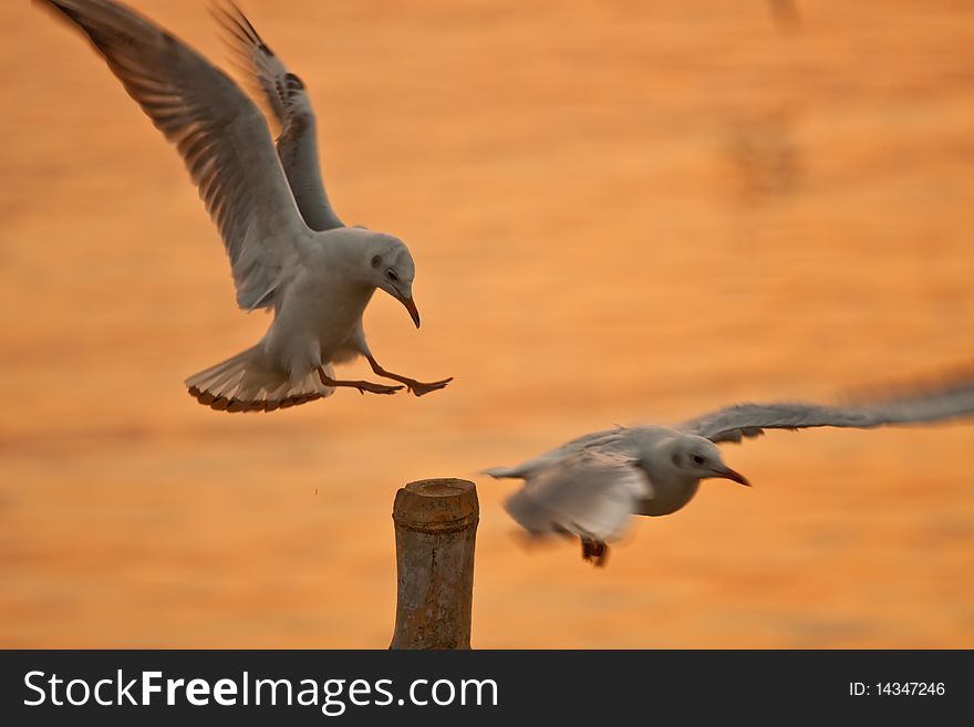 Two seagulls compete to hold on bamboo column image. Two seagulls compete to hold on bamboo column image
