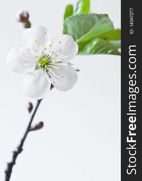 Beautiful flowers blooming cherry on a white background. Beautiful flowers blooming cherry on a white background