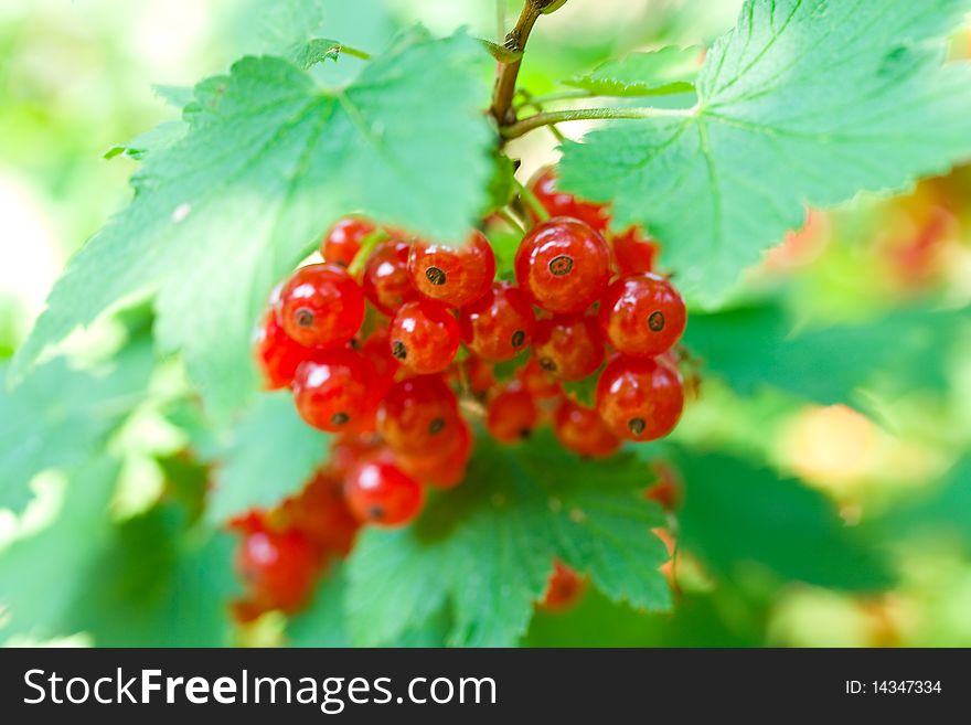 Close-up twig of red currant