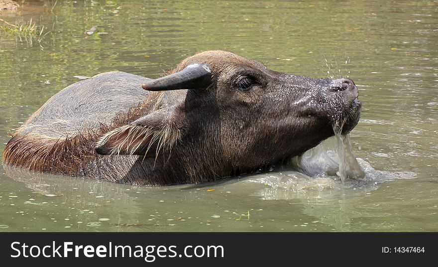 Young asian buffalo cooling off. Young asian buffalo cooling off