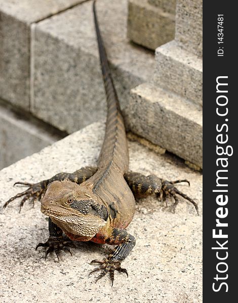 Bearded dragon (pogona vitticeps) basks in the sun