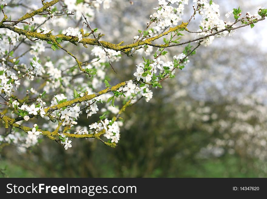 Apple tree blossoms in spring. Apple tree blossoms in spring