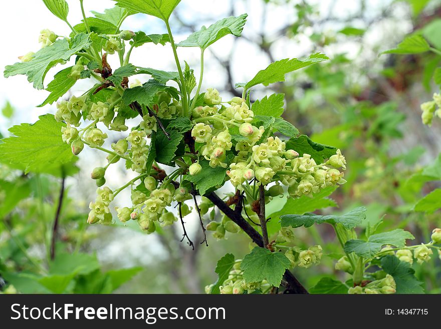 Blossoming black currant background. Selective focus.
