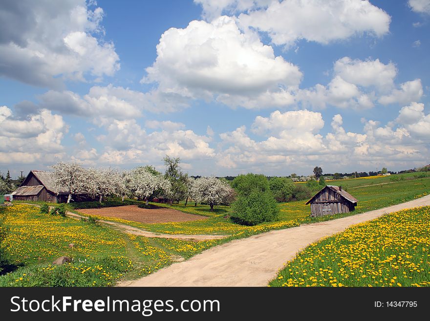 Rural landscape with blossoming dandelions