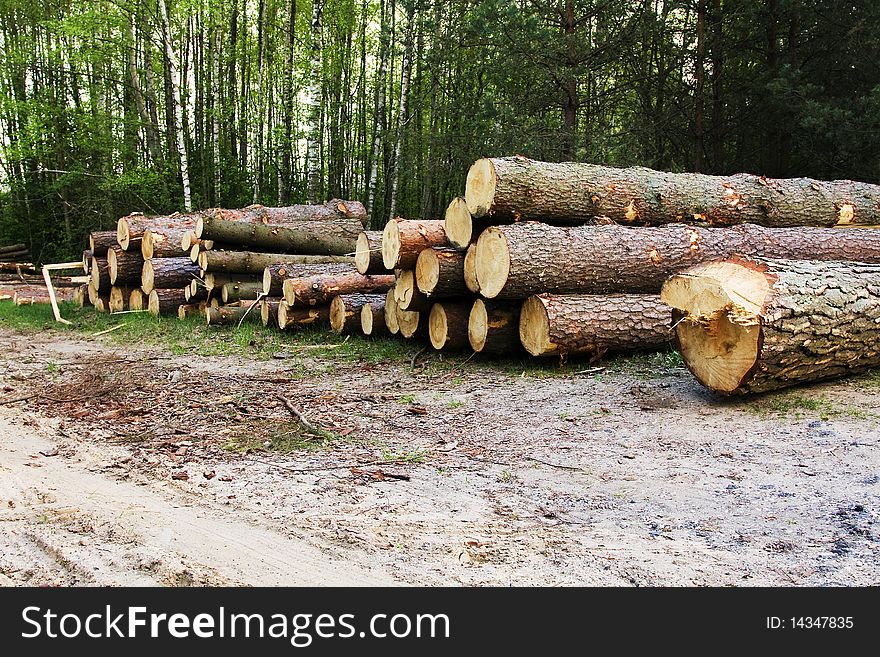 The photo of the large cut down trees in a wood, where goes cabin of a wood. The photo of the large cut down trees in a wood, where goes cabin of a wood