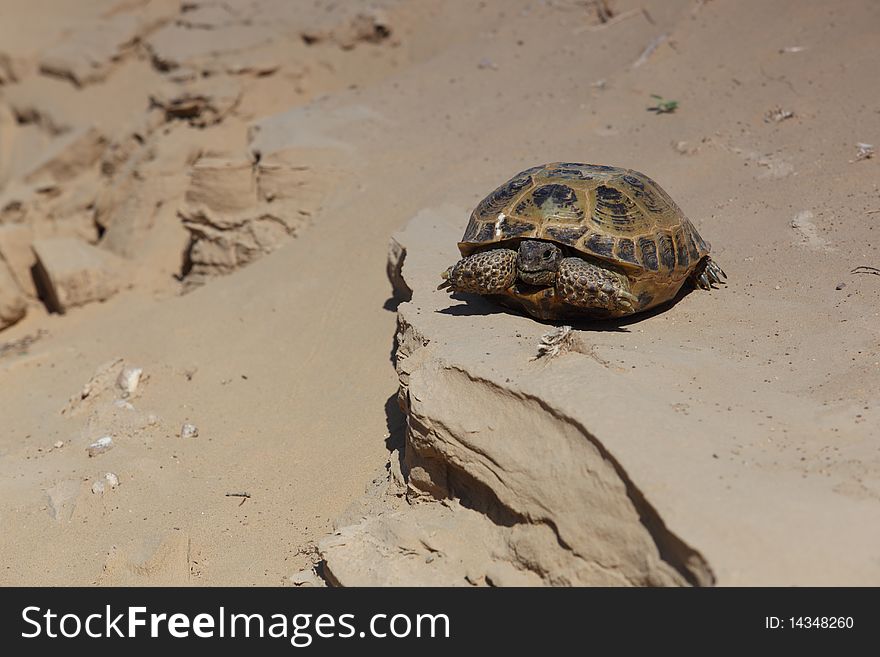 Steppe a turtle on sand. Steppe a turtle on sand