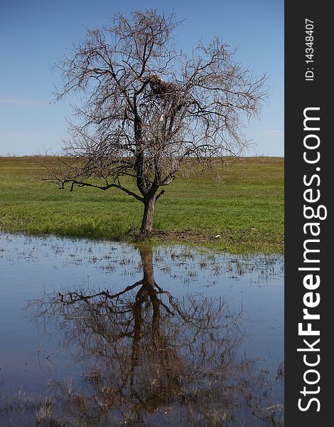 The dry tree is reflected in water