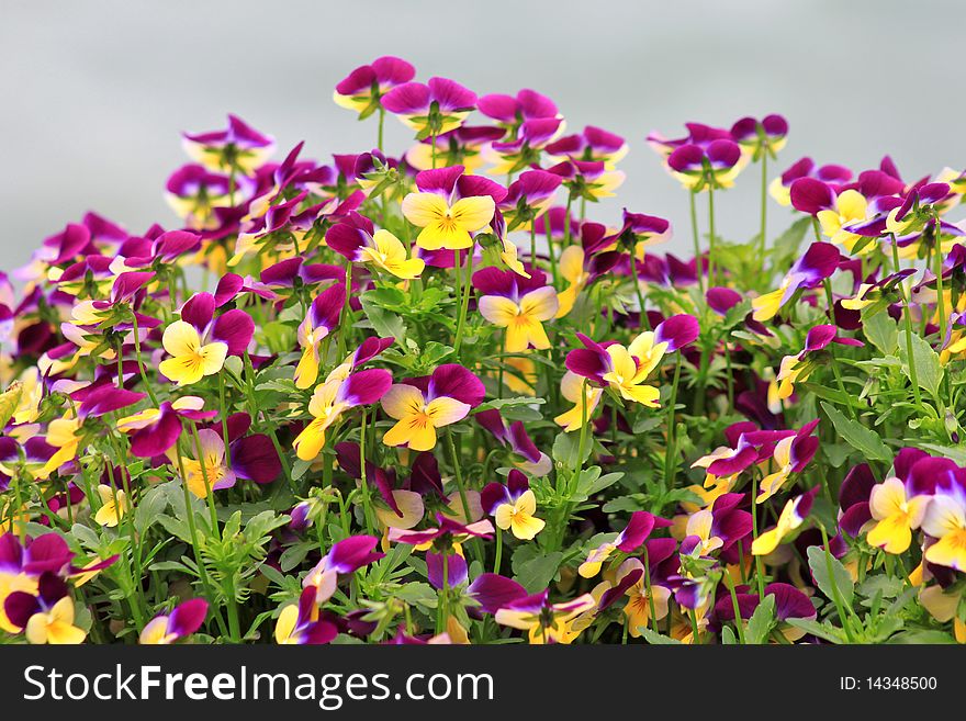 Flower bed of pansies_2