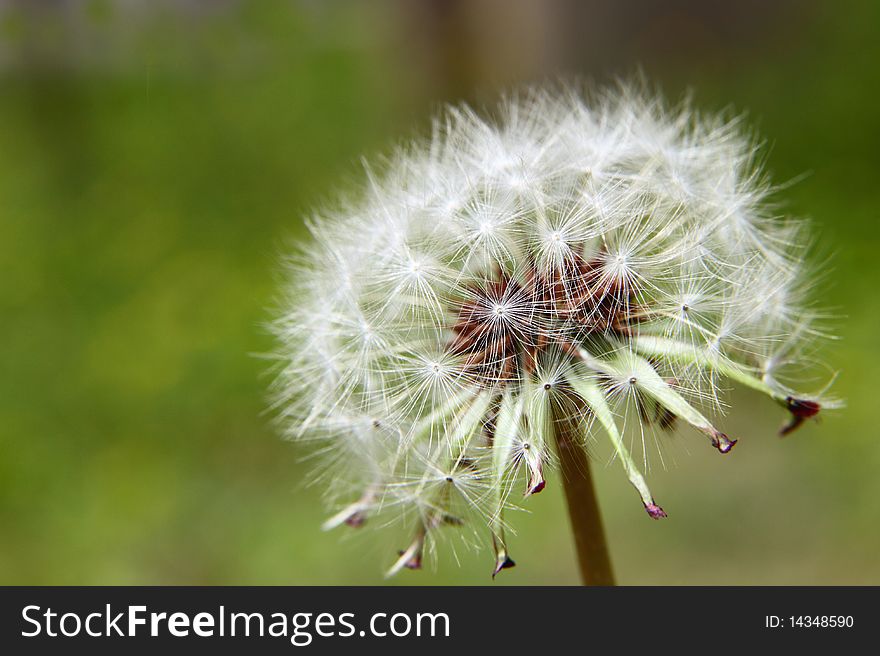 Closeup view of fresh dandelion on a green background