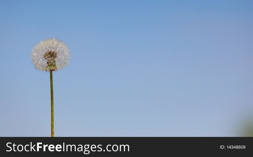 Fluffy dandelion on a blue background