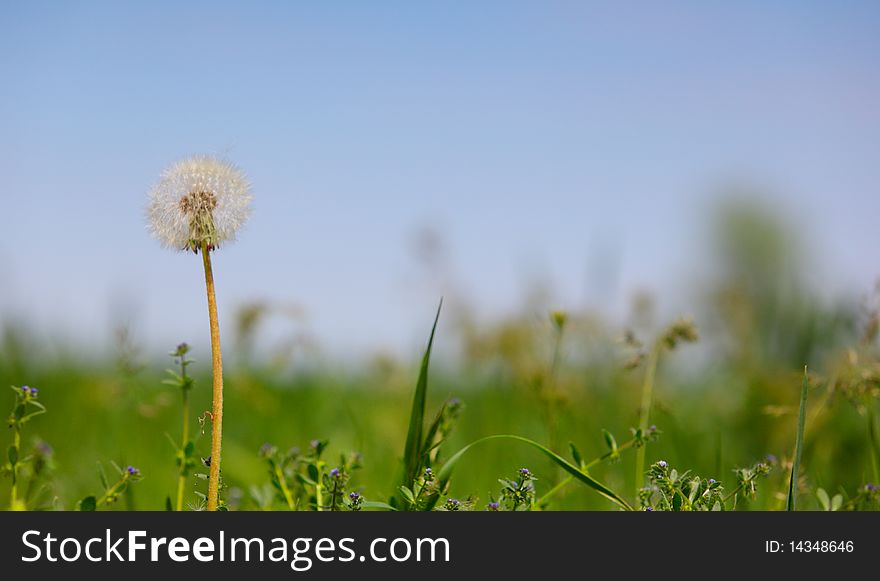 Dandelion in the a field