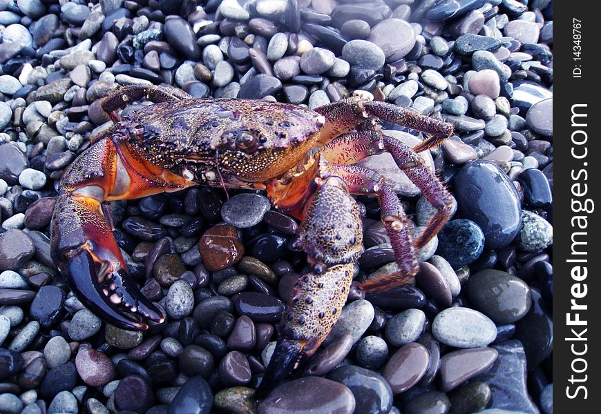 Crab siting on wet stones. Crab siting on wet stones
