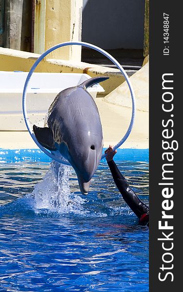 Dolphin jump out of the water in sea