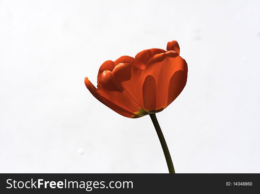 Blooming tulip wite background on