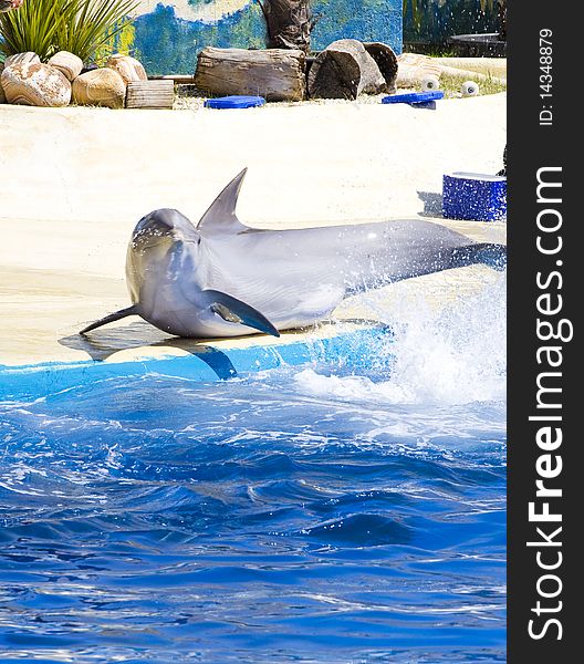 Dolphin jump out of the water in sea