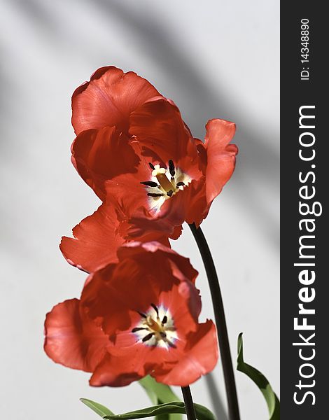 Blooming tulip on abstract background