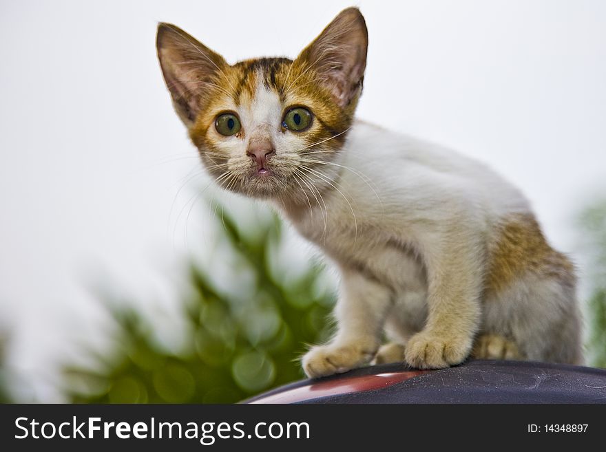 My pet kitten making a curious stare. My pet kitten making a curious stare