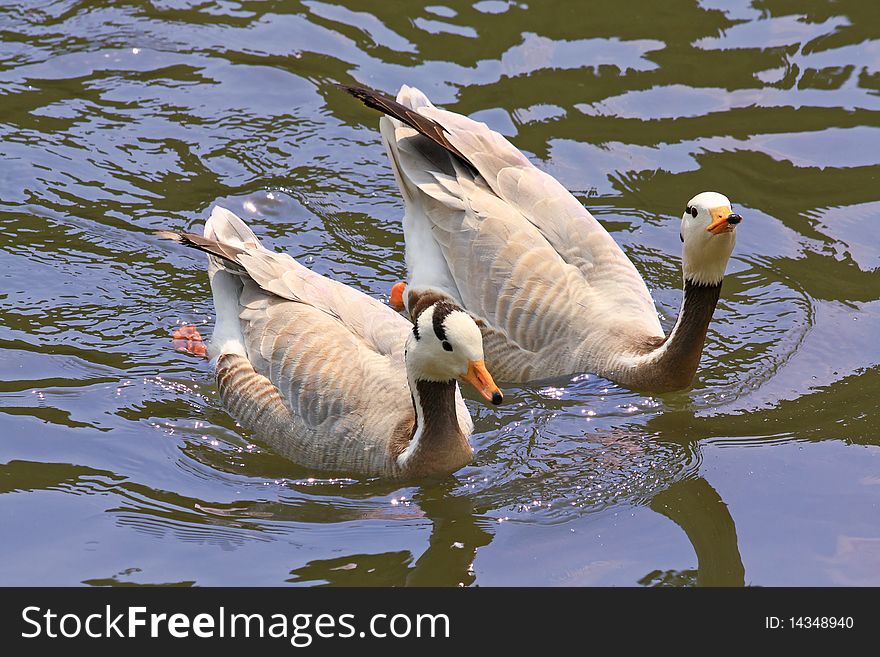 Close up of the two ducks swimming in the pond