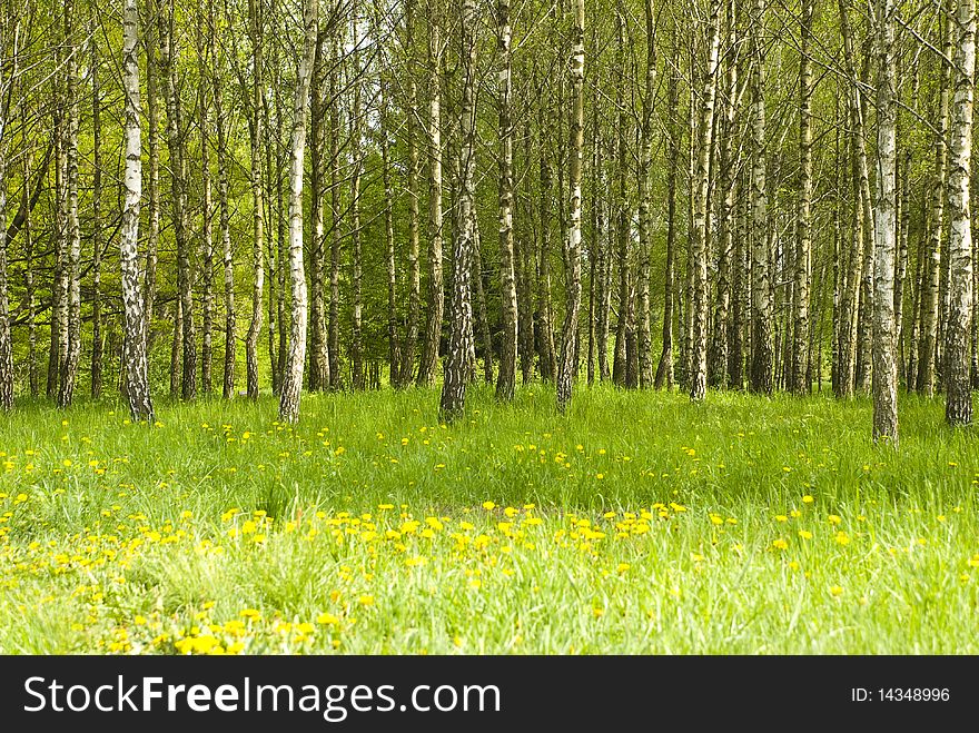 Birch grove and dandelions