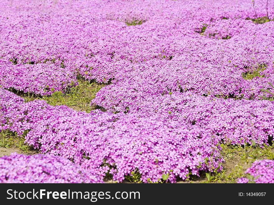 Purple flowers growing continuous carpet on the ground. Purple flowers growing continuous carpet on the ground