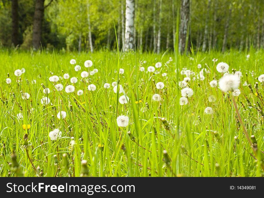 Dandelions with white fluffy heads in a meadow with bright green grass on a background of growing trees. Dandelions with white fluffy heads in a meadow with bright green grass on a background of growing trees