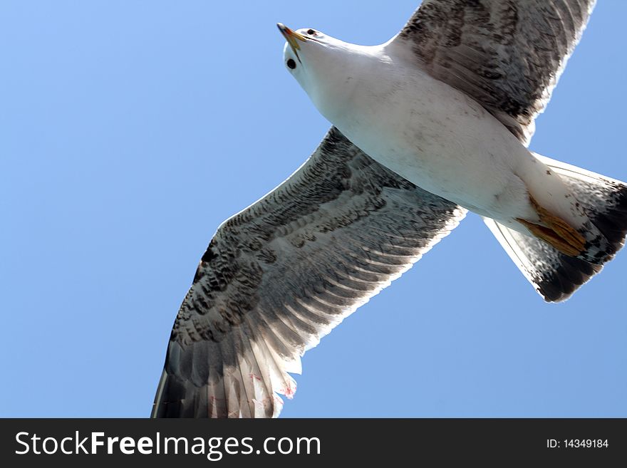 Closeup of seagull flying on background with blue sky