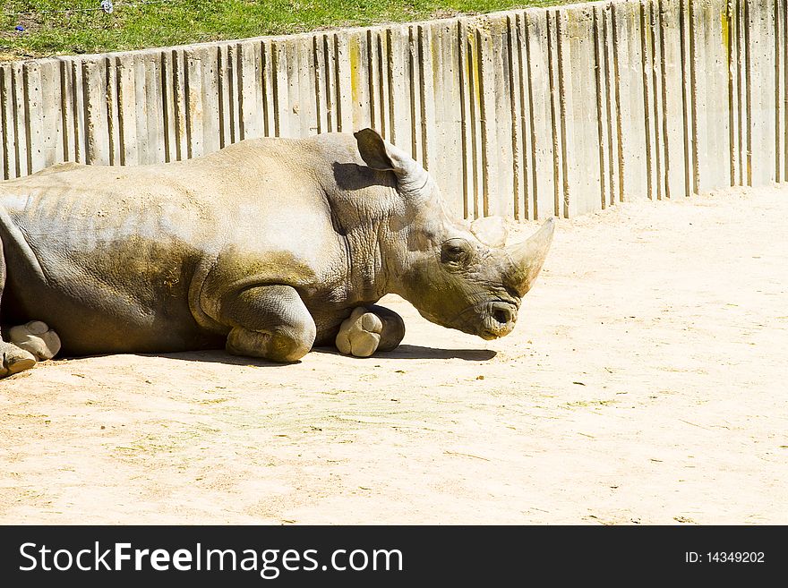 White rhino (Ceratotherium simum)