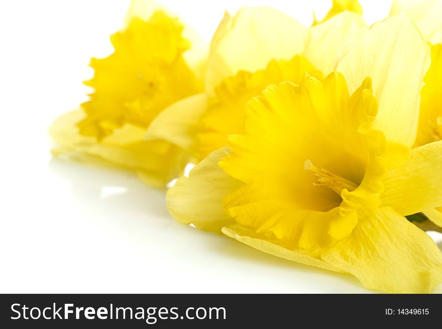 Yellow narcissus isolated on white background