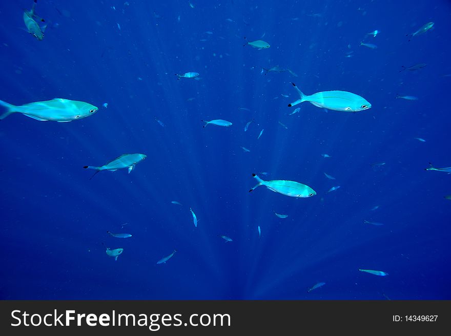 Underwater image of tropical fishes in summer