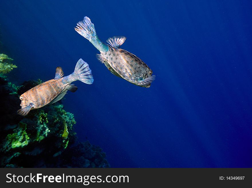 Underwater image of tropical fishes (yellow boxfish - ostracion cubicus)