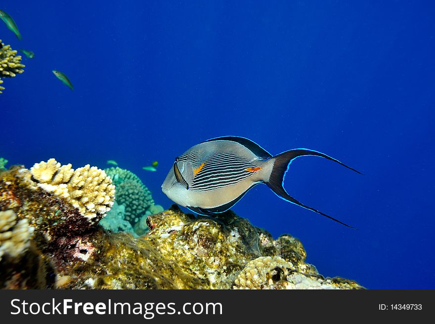 Underwater image of tropical fishes - surgeon fish