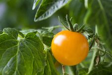 Free Cherry Tomatoes On A Branch Royalty Free Stock Image - 143459876